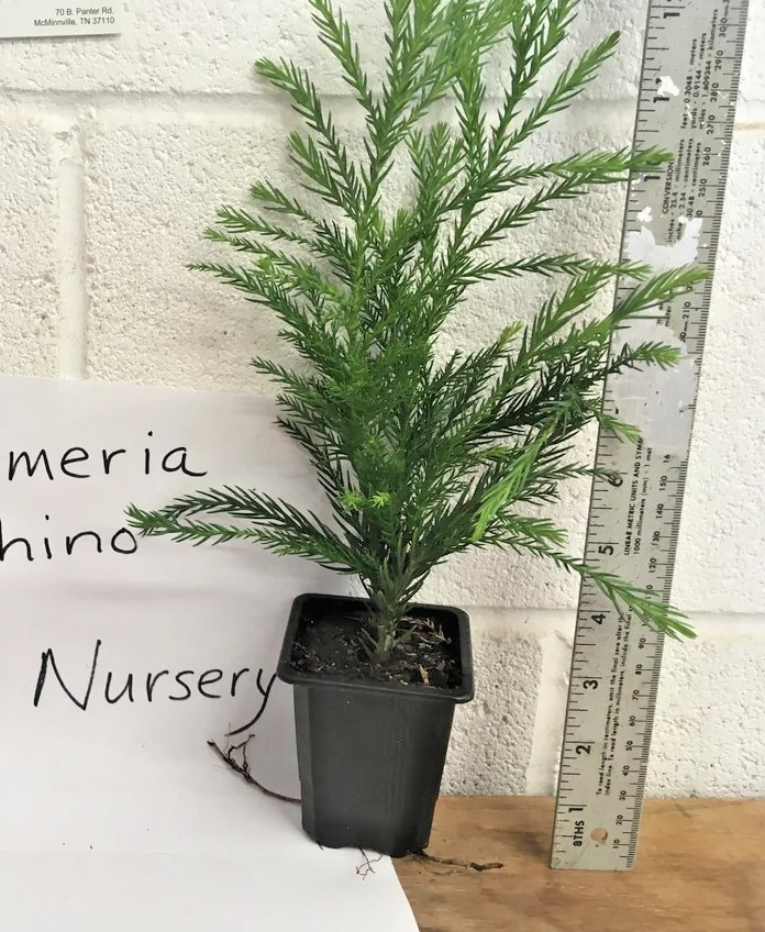 Cryptomeria Yoshino Japanese Cedar Live Tree – 6-10″ Tall – 1 Quart – Zones 6-9