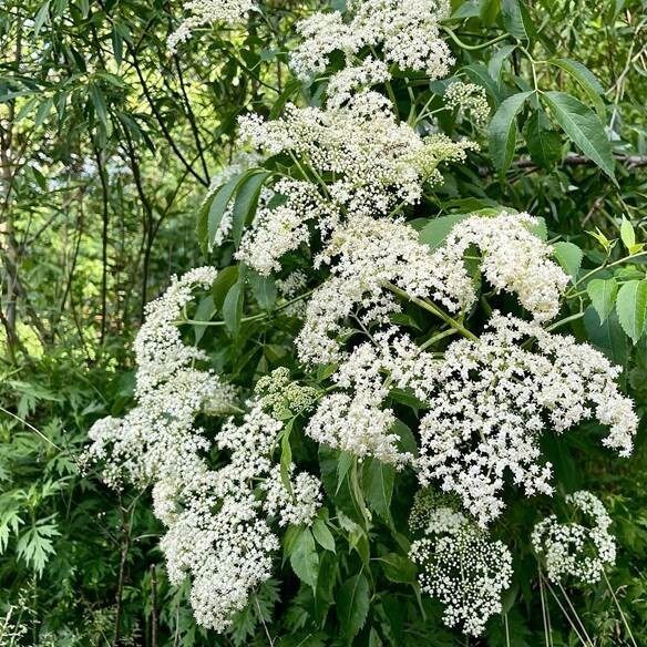American Elderberry Plants – Sambucus canadensis – 3.5” in Pot 6-12” Height