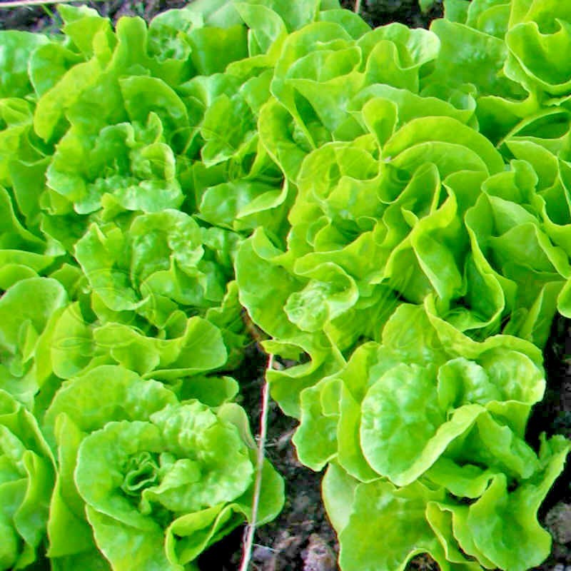 600+TOM THUMB Seeds Romain Leaf Lettuce Organic Spring Fall Garden Container