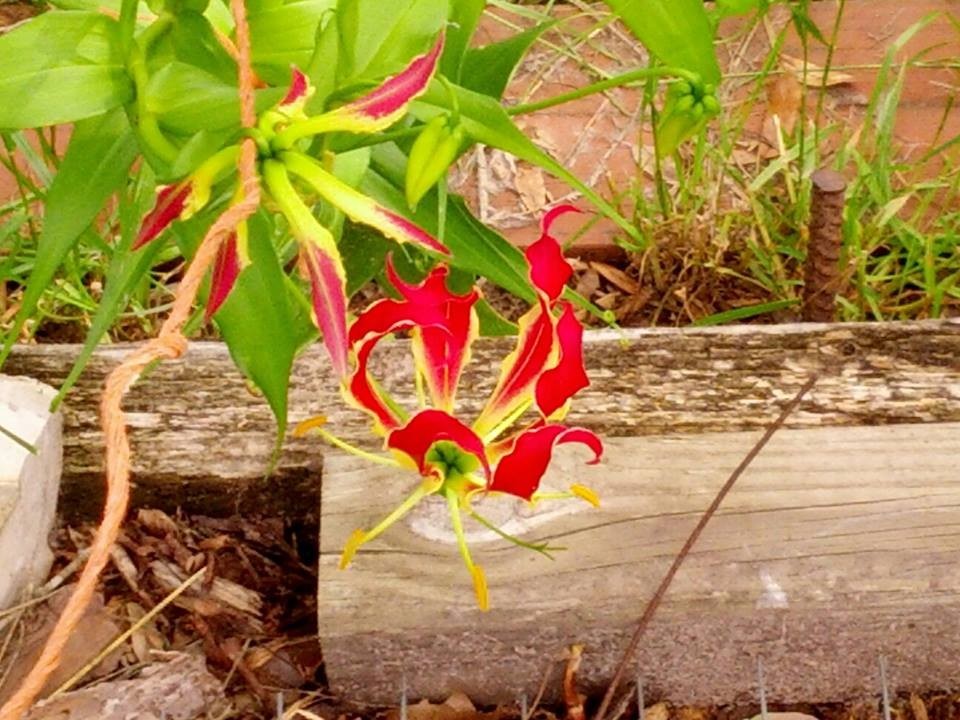 Gloriosa superba Fire Lily Climbing Vine Flame SEEDS zone 9-11