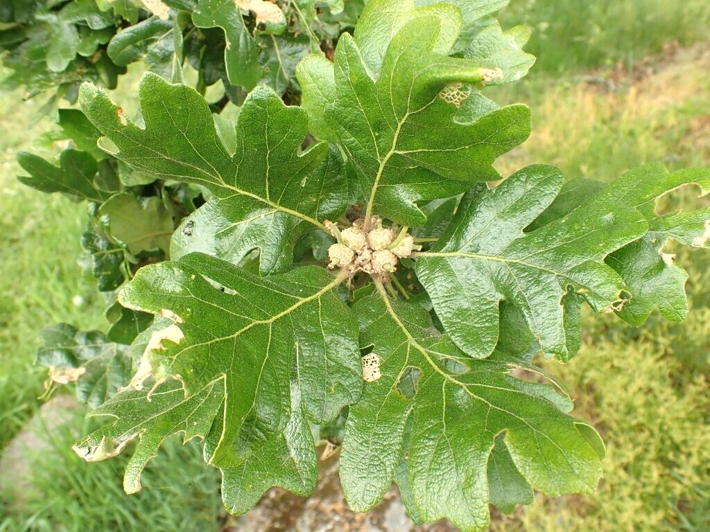 12 OREGON WHITE OAK ACORNS – Quercus garryana var. garryana