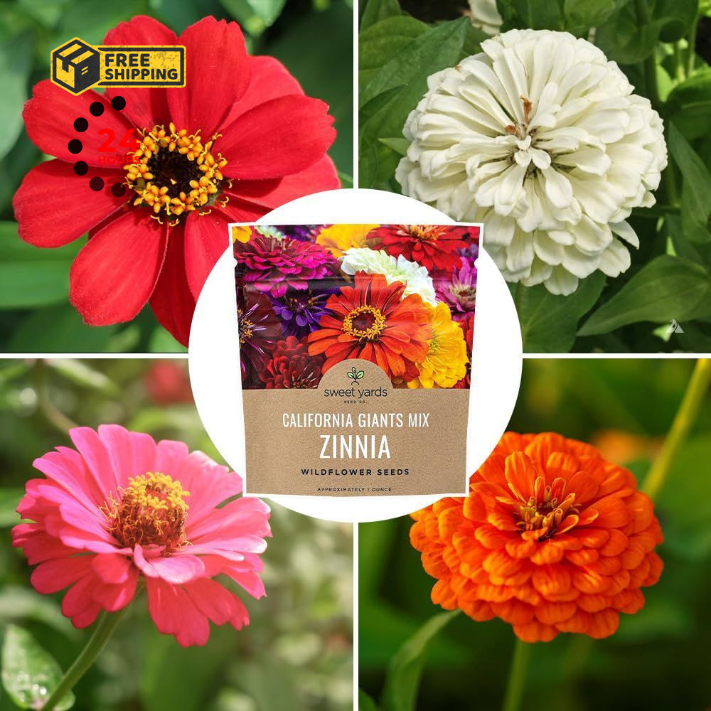 Zinnia Seeds – California Giants Mix – Large 1 1 Ounce Pouch, Multiple Colors