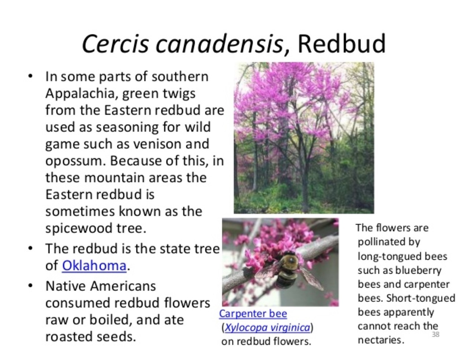 Eastern Redbud 24-36″ tall 2 year old tree (Cercis canadensis) plant