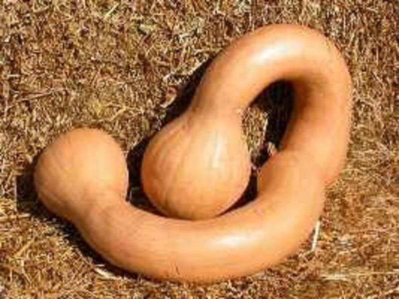 Long Neck Pennsylvania Dutch Pumpkin Seeds Winter Crookneck Squash