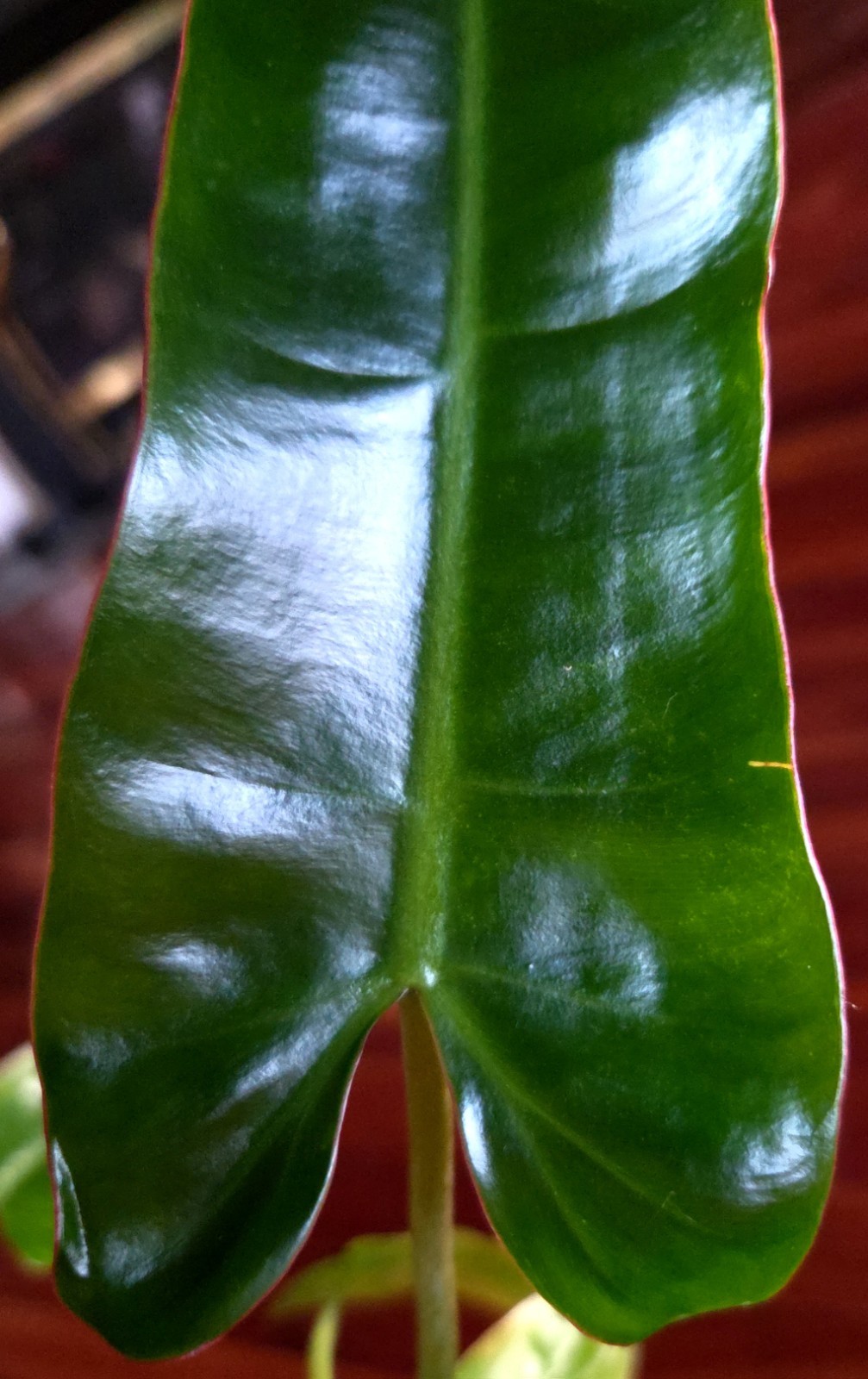 RARE Philodendron Billietae X Sagittafolium Pink Flushed 21″ Wide Not Monstera