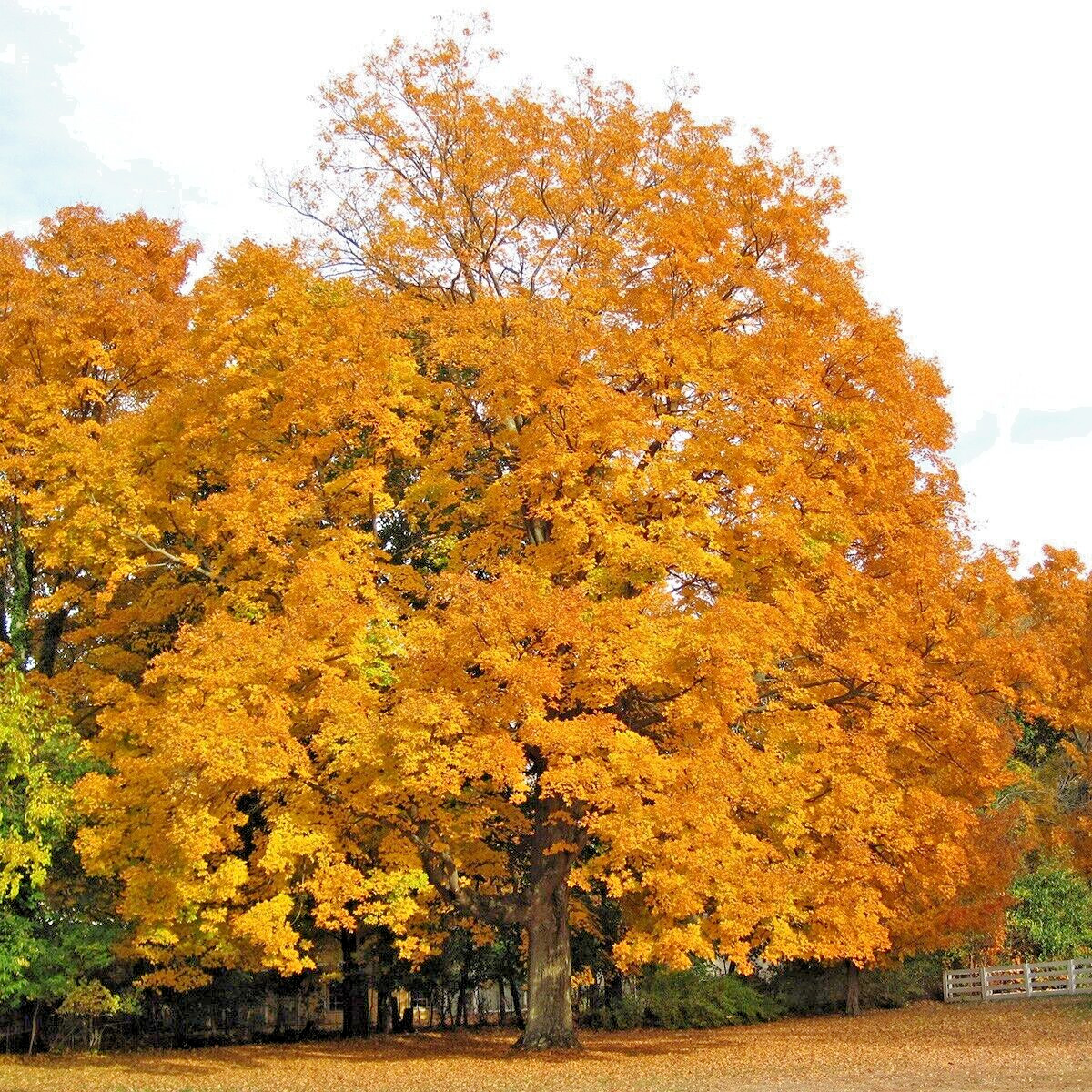 Northern Sugar Maple Tree | Premium Seeds | Acer saccharum ‘Fall’ | Plants’®