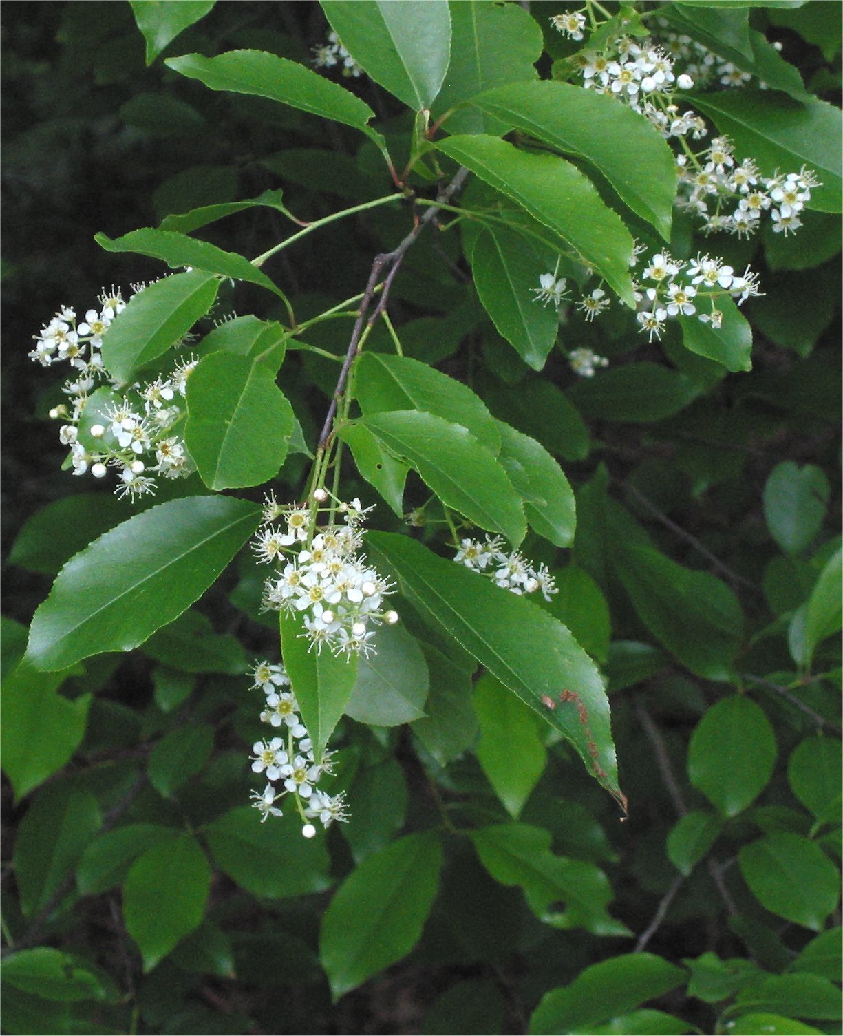 Prunus serotina BLACK CHERRY TREE Seeds!