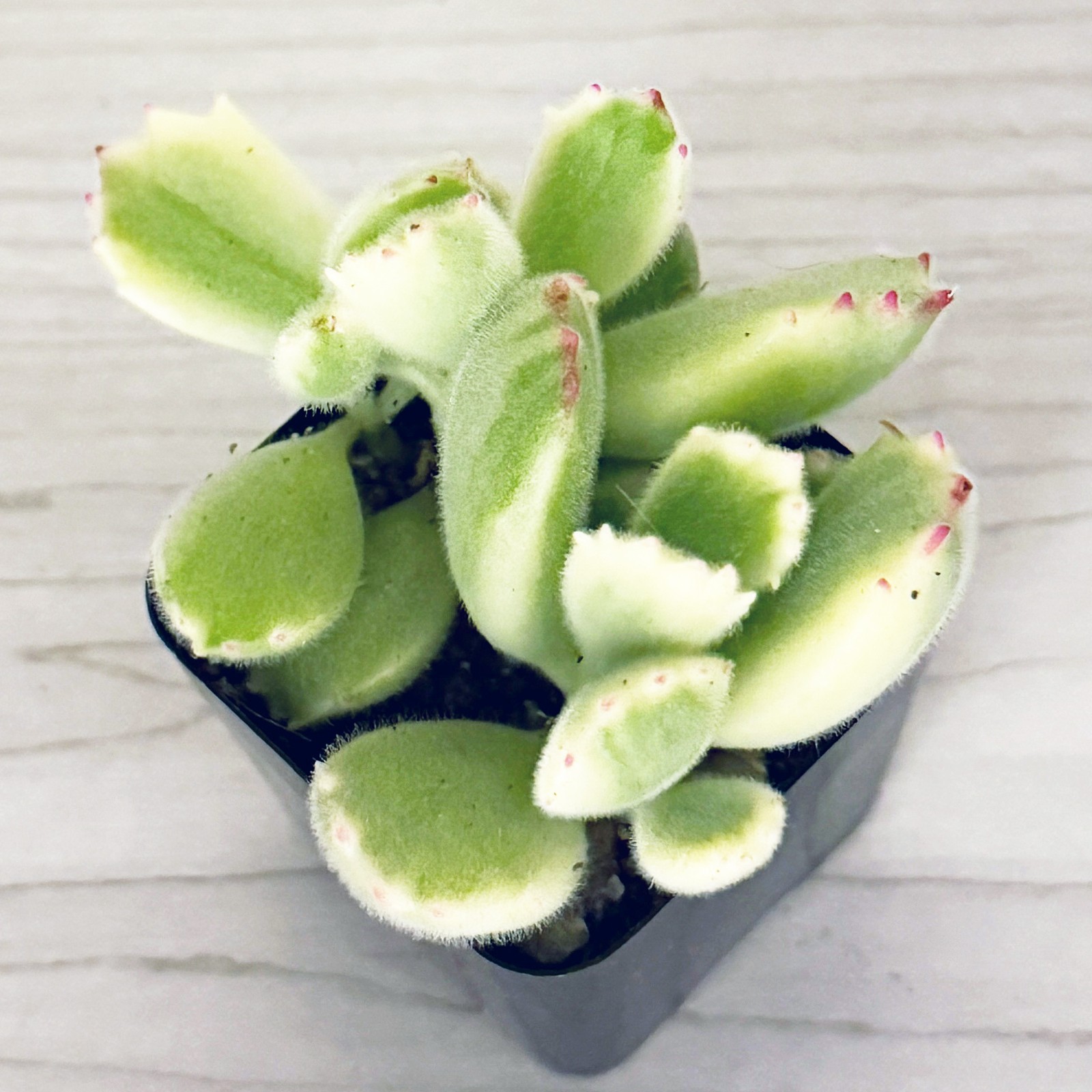 Succulent Live Plant – Cotyledon Tomentosa Var. Bear Paw – Live Plants In 2″ Pot