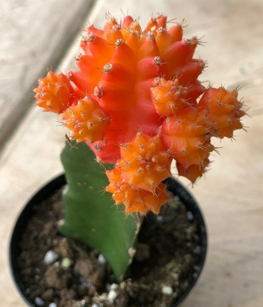 Gyncocaleum Mihanovichii Friedrichii ‘Moon Cactus’ ‘Orange’, Comes in a 2.5″ Pot