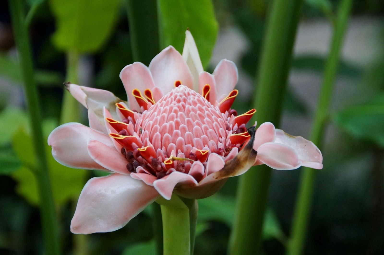 Pink Etlingera elatior Torch Ginger Seeds Flowering Tropical Flower Perennial