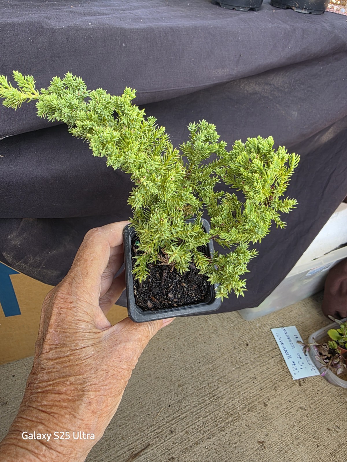 Young Juniper Bonsai Tree Procumbens Nana Ready to Train Live 3″ Pot Z