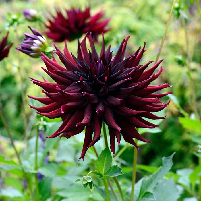 40+ Seeds| Black Narcissus Perennial Dahlia Seeds #D063