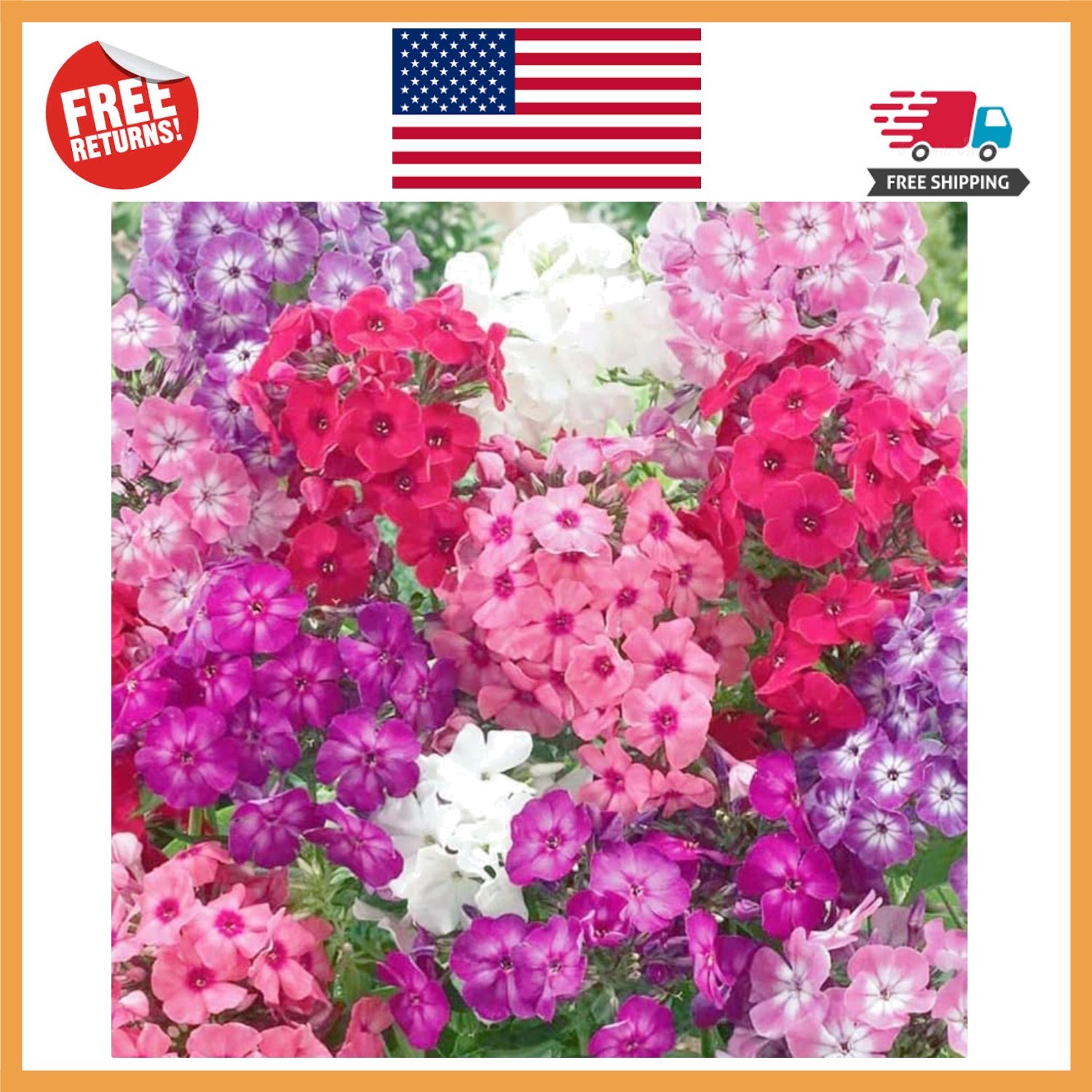 Attractive 1500 Mixed Phlox Seeds – Deer Resistant Low-Maintenance Ground Cover