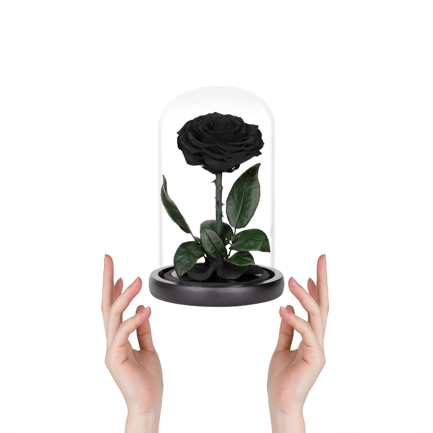 Preserved Roses Black in Glass Dome, Medium,