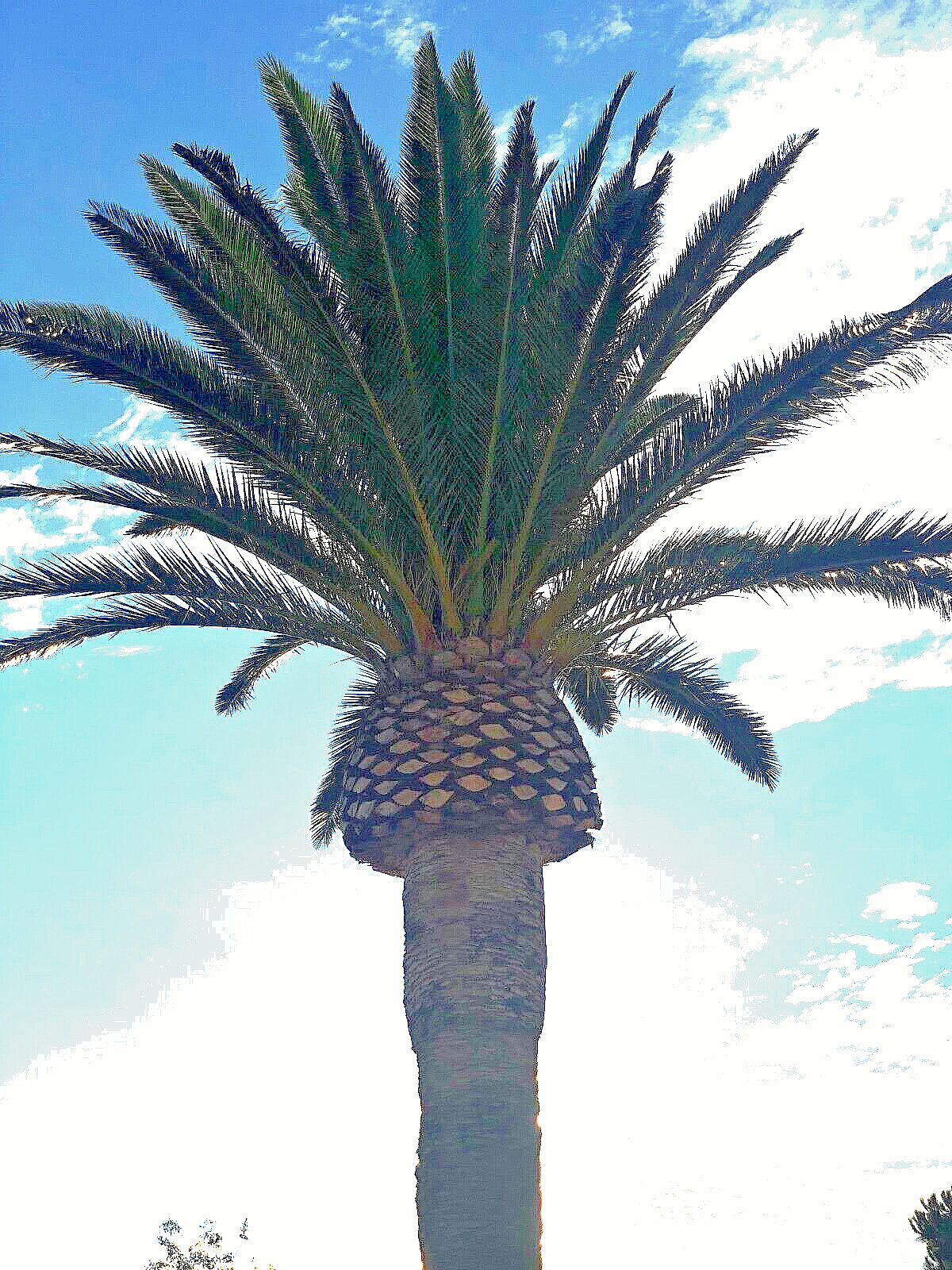 Phoenix Canariensis Palm tree ( Pineapple Palm) seeds pack of 36