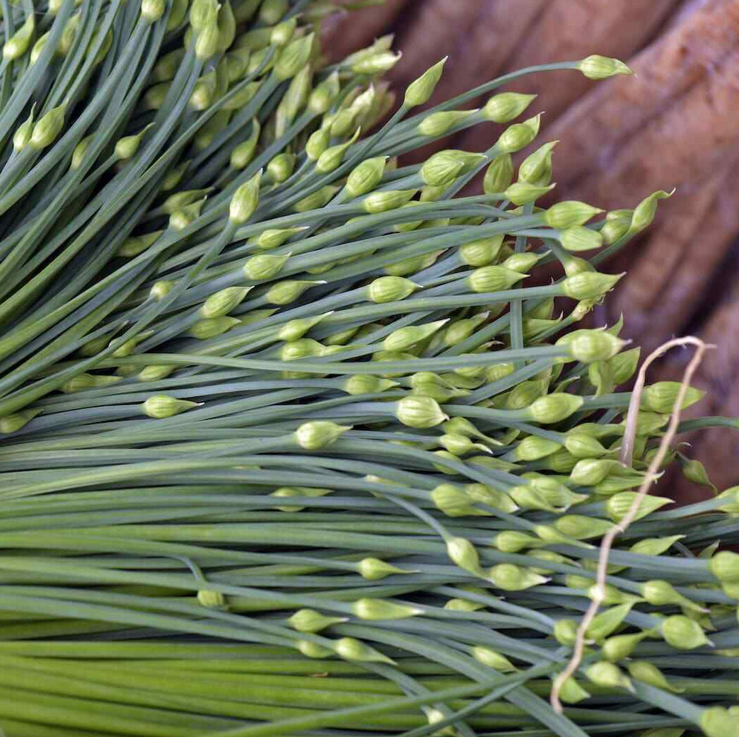 Chinese Garlic Chives Seeds | Jiuchai Leek Allium White Flower Asian Seed 2024