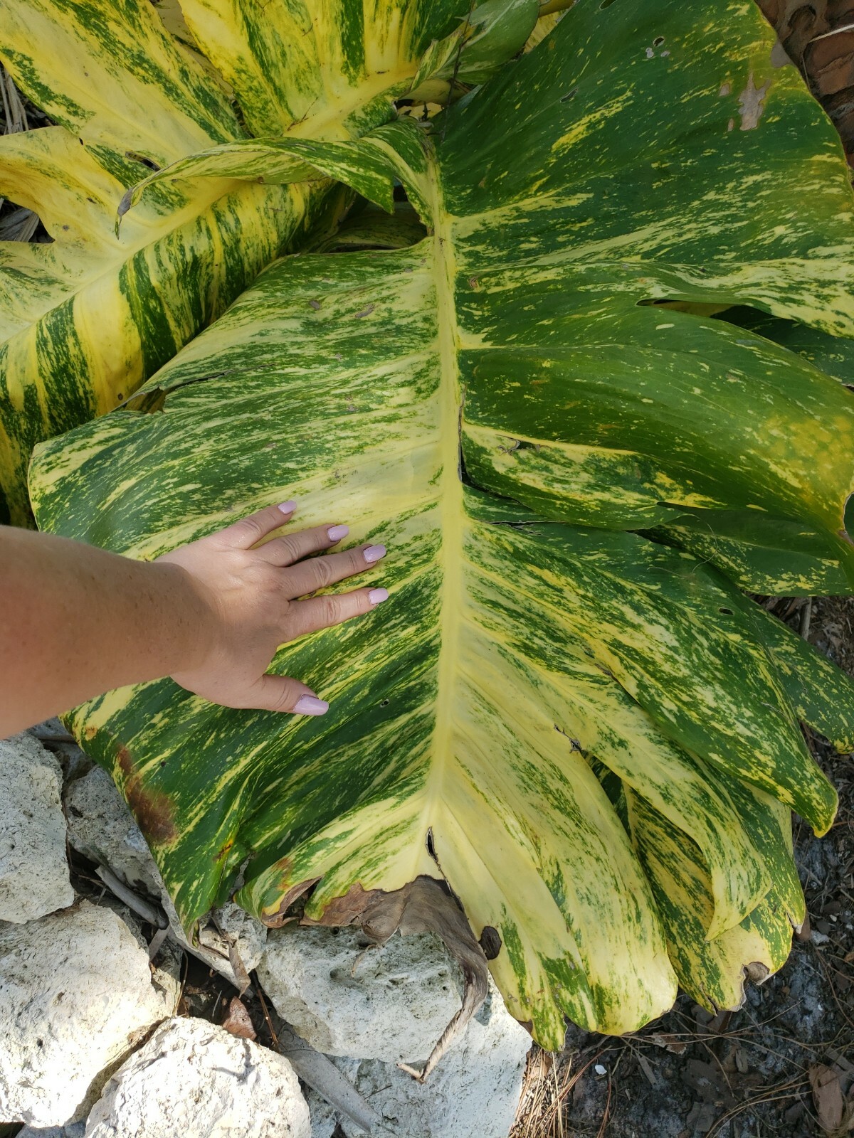 GIANT Variegated Golden Pothos Climbing hawaiian 3 node rooted cutting