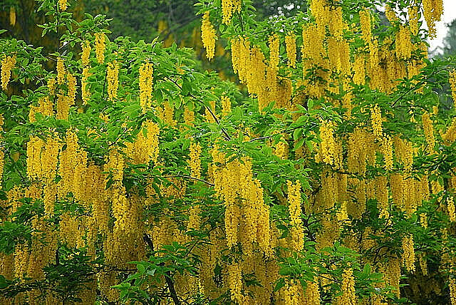 GOLDEN CHAIN TREE 50 SEEDS, LABURNUM ANAGYROIDES