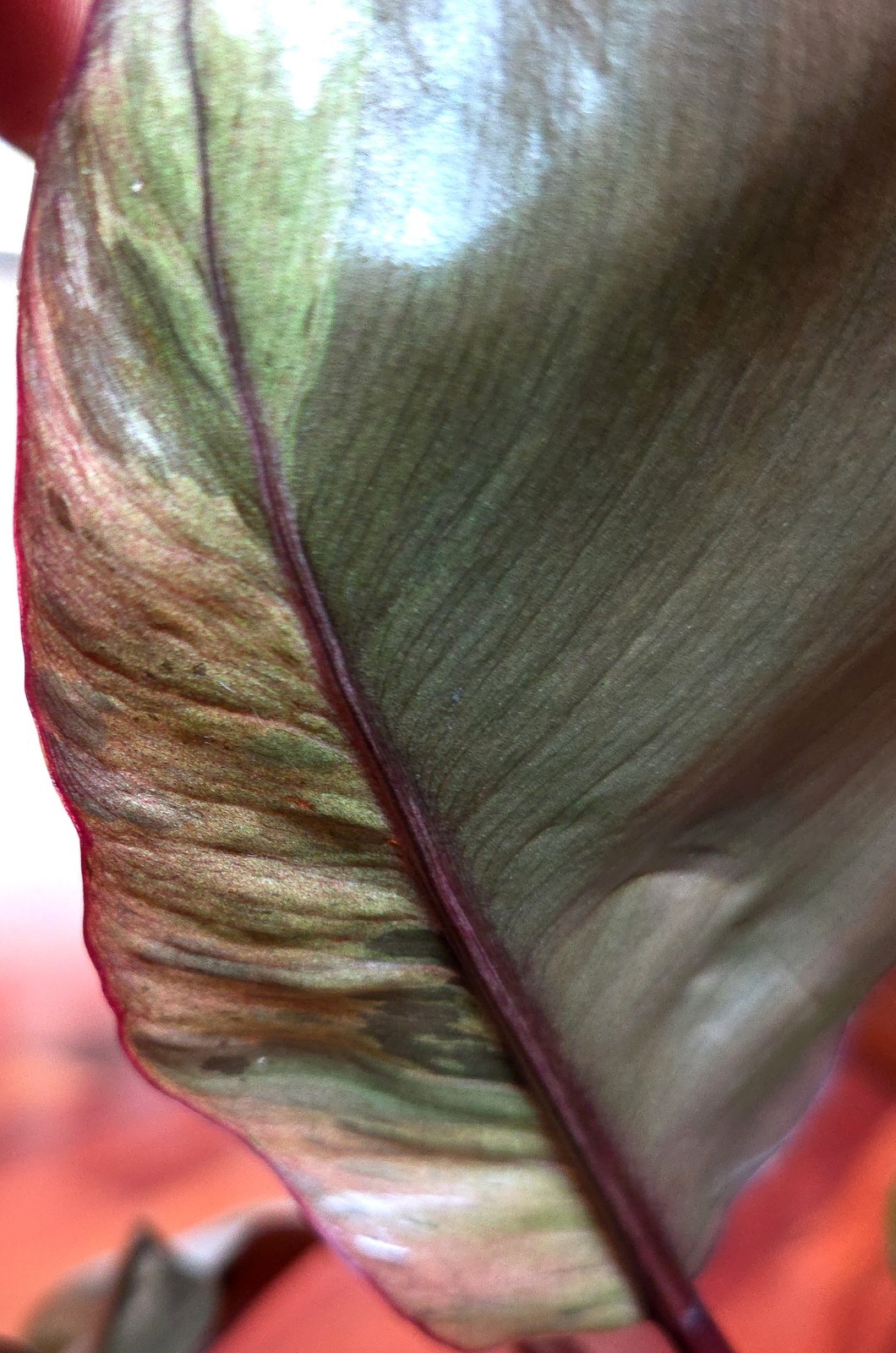 Rare Philodendron Variegated Black Cardinal 18″ Tall W/ Pups Aroid Not Monstera