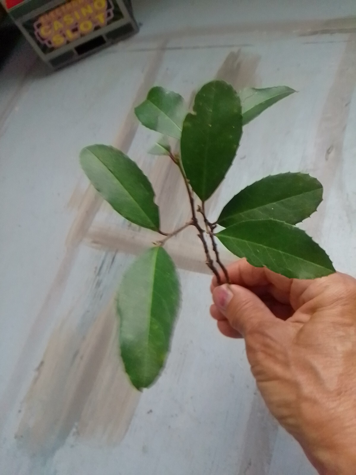 2 Rooted TX Florida Live Oak Tree Evergreen Quercus Virginiana Plants 6″-12″
