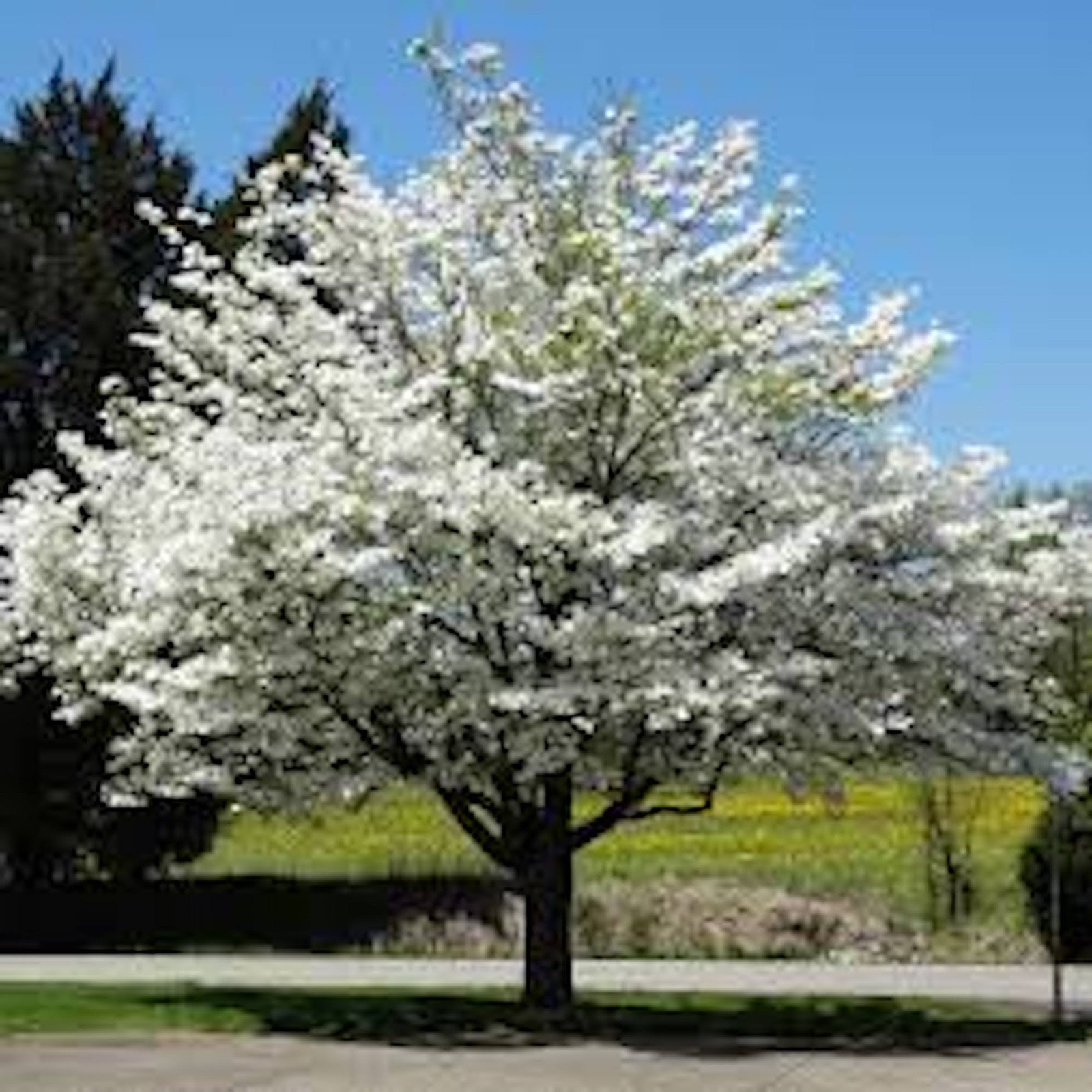5 White Dogwood Tree 12-24″ Tall Cornus florida Bare Root
