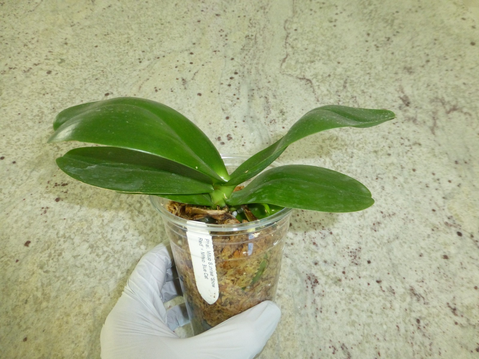 Orchid Phalaenopsis Phal. Mituo Sunrise “Snow Red” x Mituo Blue Cat In 3″ Pot