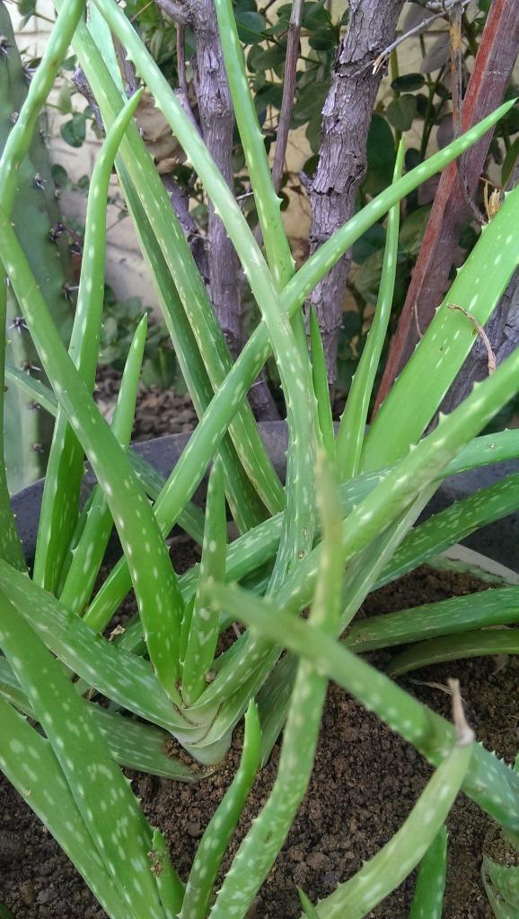 LOT 8-9 MEDICINAL ALOE VERA PLANTS ~ FAT AND HEALTHY! 7″ Tall~Organic /AZsierra