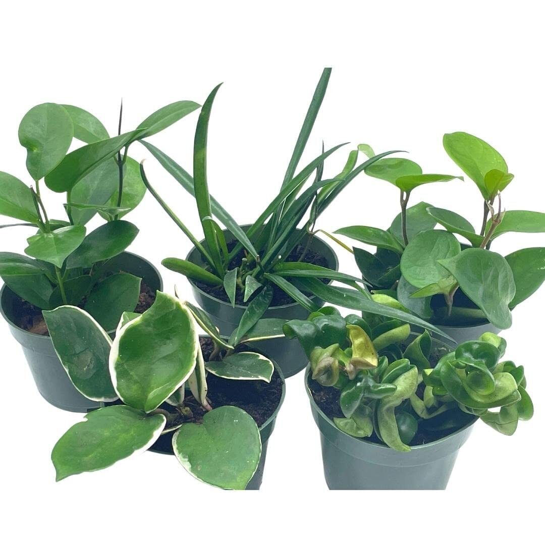 Hoya Assortment Set, Hindu Rope, Krimson Queen, Ketiana, Chelsea, Australis, Lis