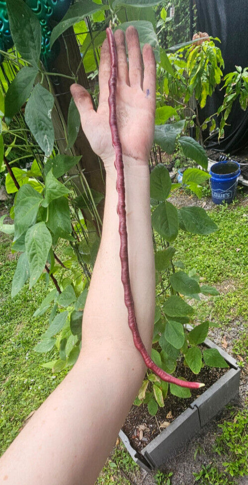 Oriental Red Noodle Bean / Red Yardlong Seeds (25) / ORGANIC / FLORIDA GROWN