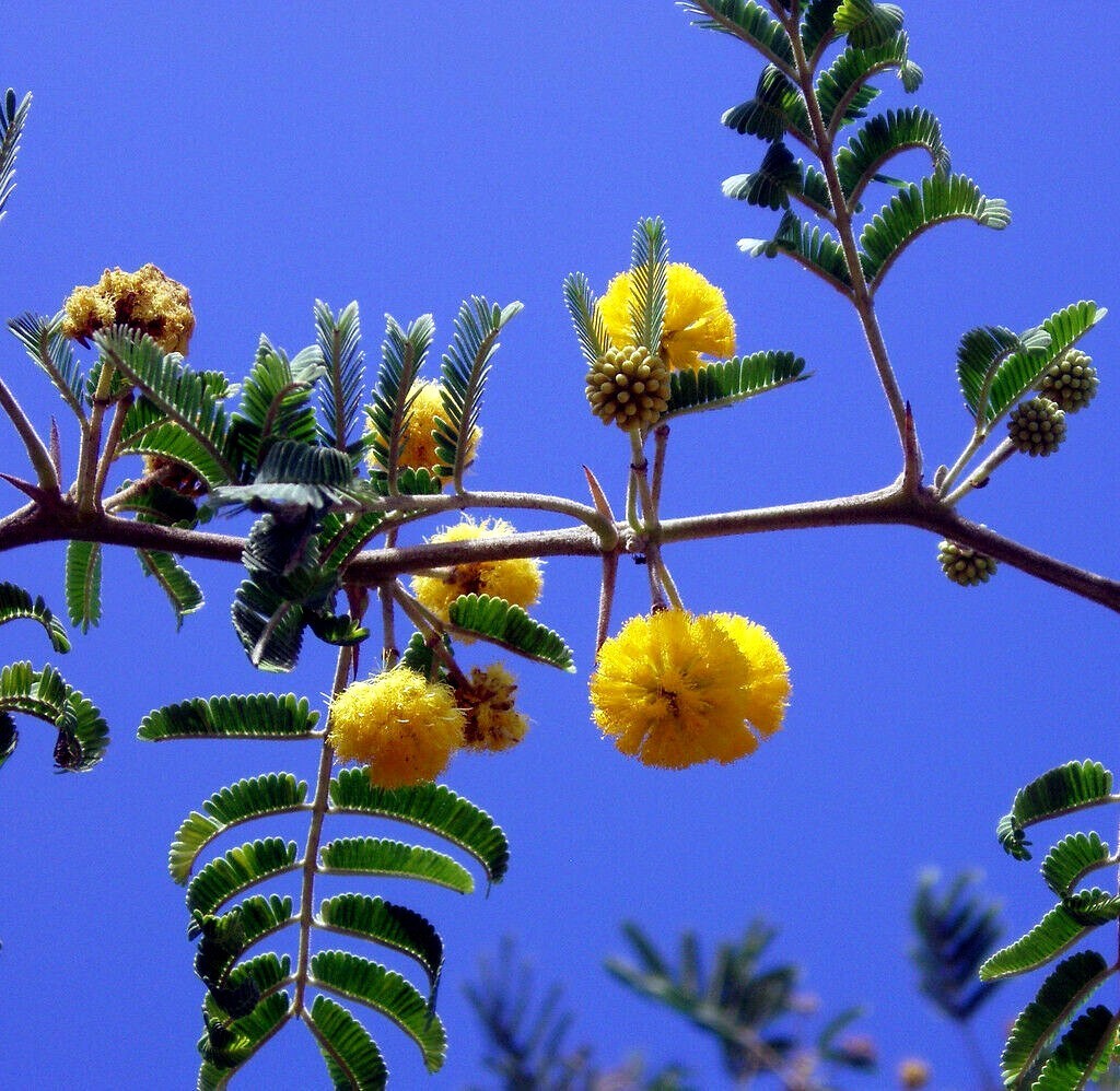 10 SWEET ACACIA Mimosa Tree Seeds (Acacia farnesiana) Wattle Flower Fast Growing