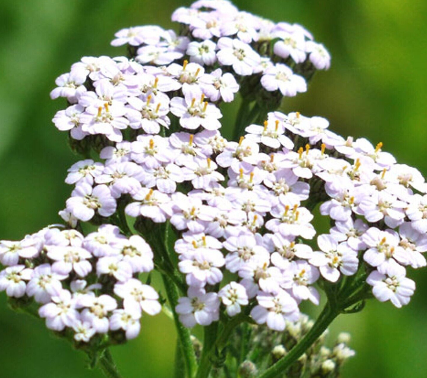 WHITE YARROW SEEDS 1000+ Perennial herb FLOWER GARDEN achillea millefollum