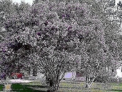 Crape Myrtle Catawba | 2 Inch | Lagerstroemia indica | Flowering Tree Plant