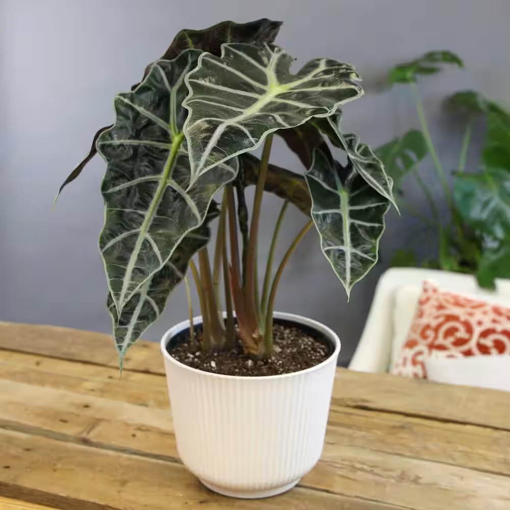 6 In. White Pot Alocasia Polly Decorative Elephant Ear House Plant Gift