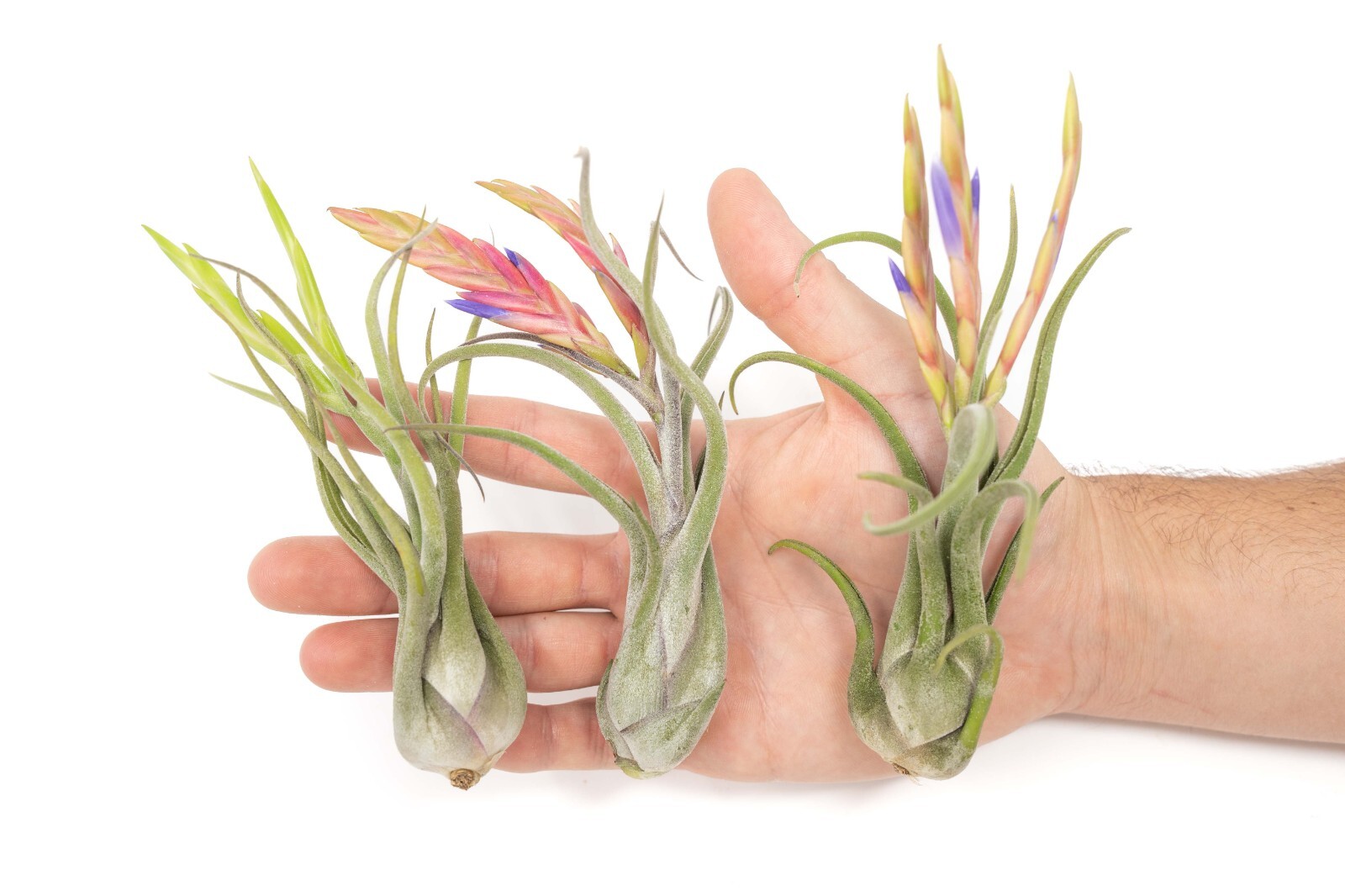 Tillandsia Caput Medusae Air Plants – Wholesale Bulk – Succulent Terrarium Plant