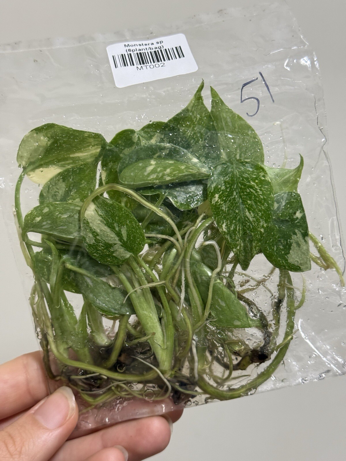 6 Variegated Monstera Thai Constellation TC Bag