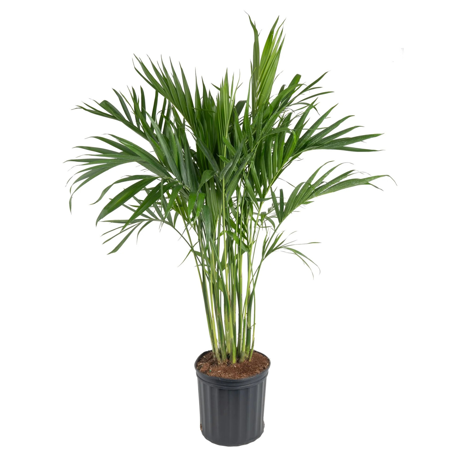36-48″ Tall Cat Palm, Bright Indirect Sunlight, Indoor Live House Plants in Nurs