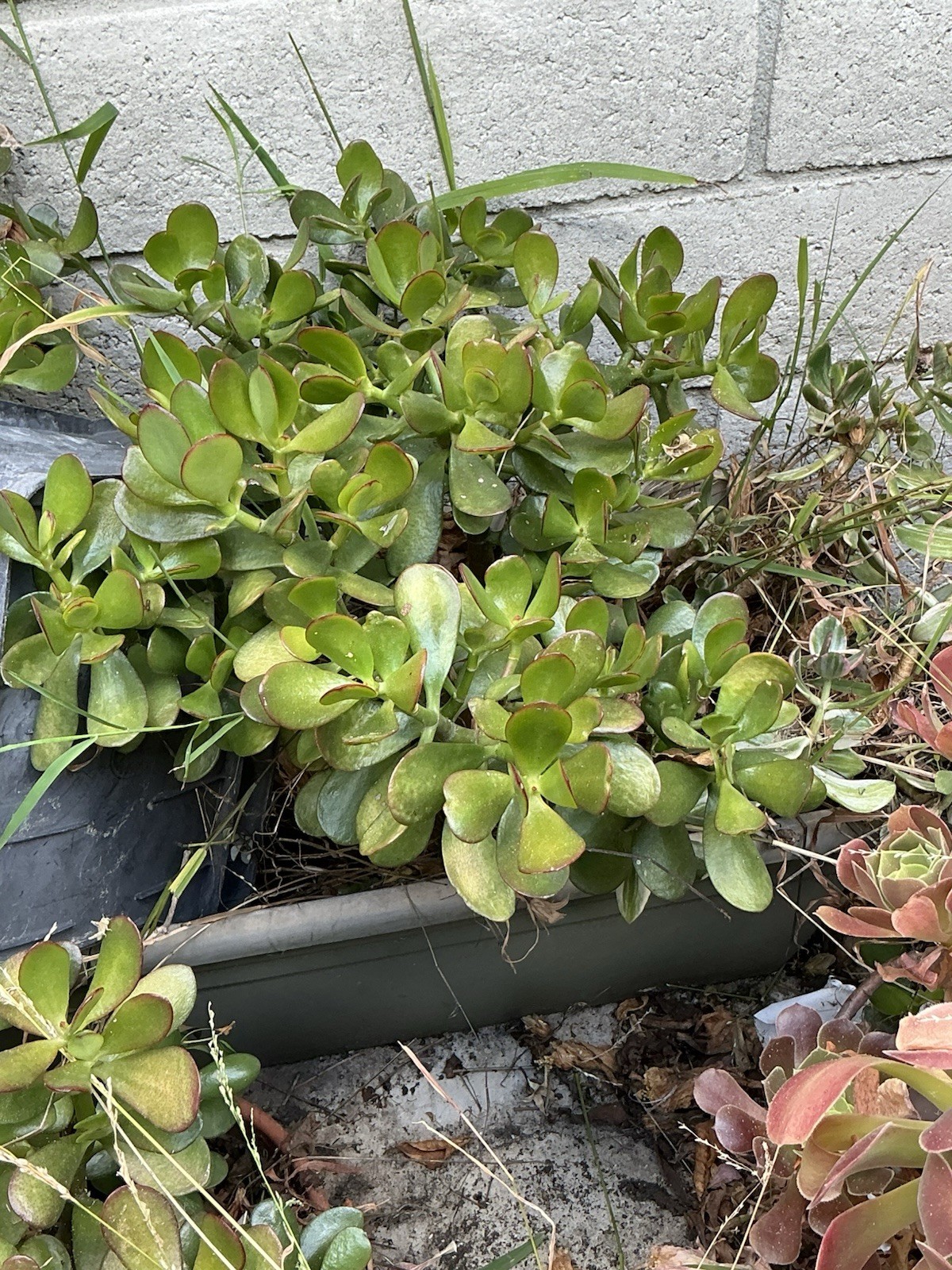 healthy jade plant with roots, Around 19” To 20” tall, rooted