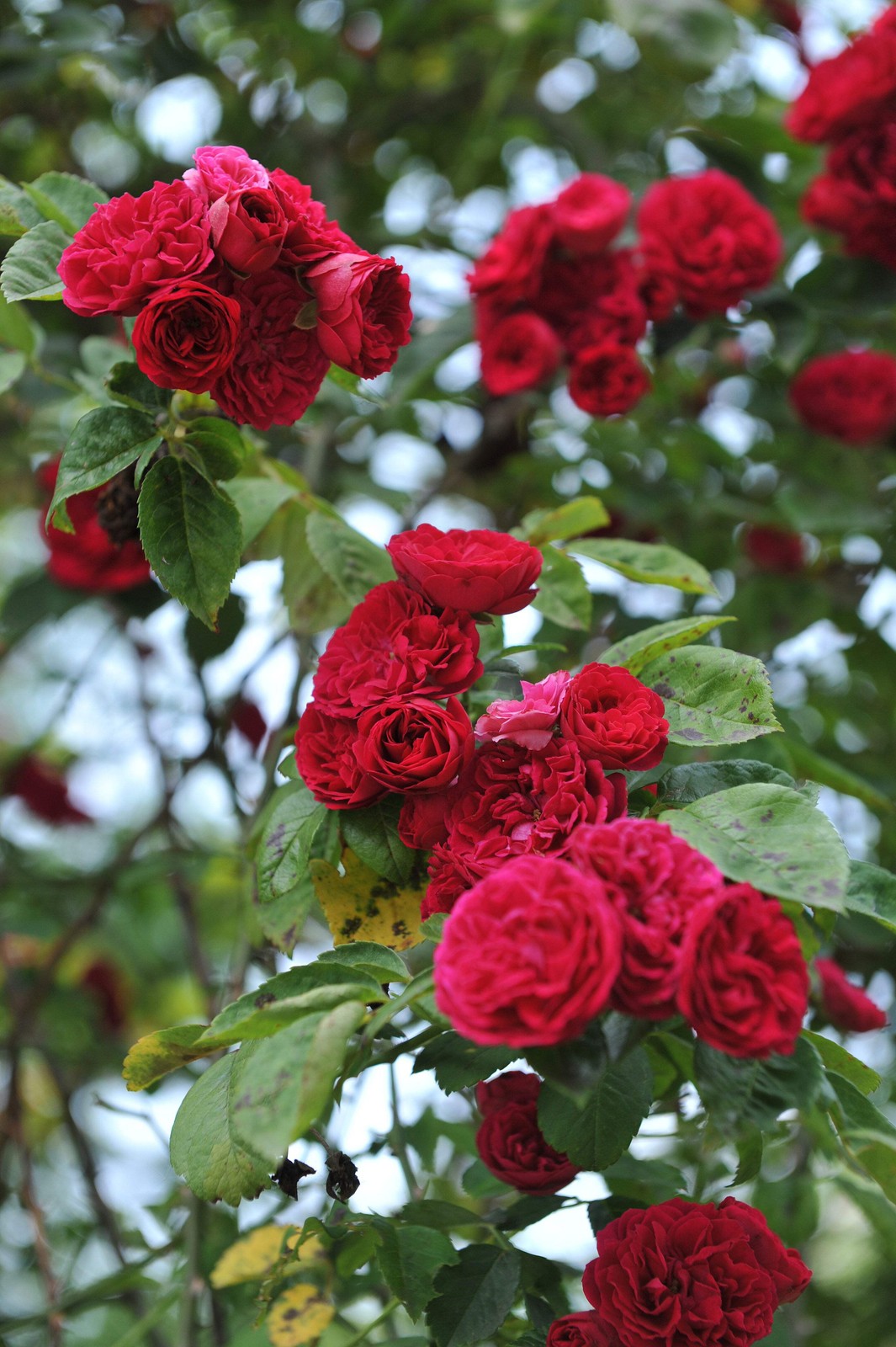 5 BURGUNDY CLIMBING ROSE Red Rosa Bush Vine Climber Fragrant Flower Seeds