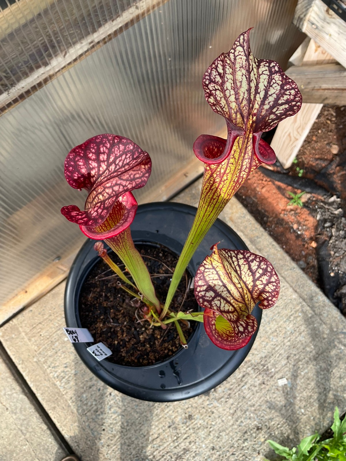 Sarracenia ‘Esme Cowlard’ x (leucophylla Purple Lips x cuprea) OP Exact Plant