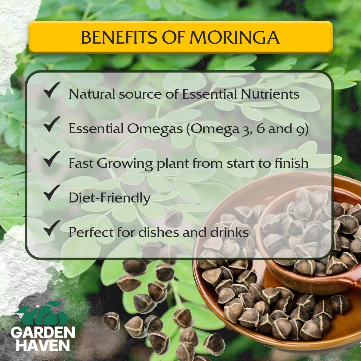 Moringa Oleifera Growing Kit Complete Starter Set Seeds Pots Soil Included