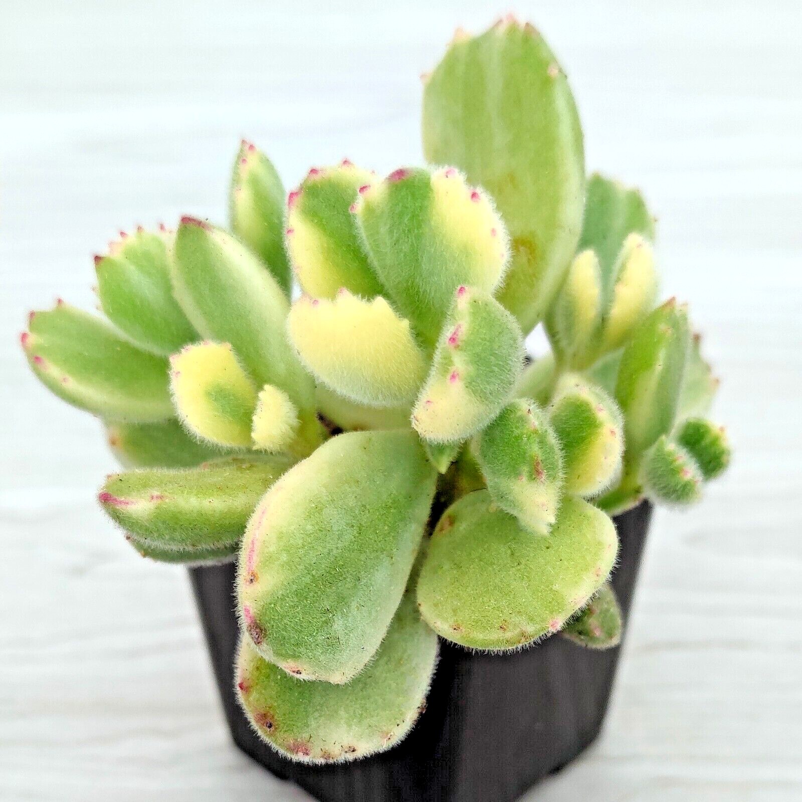 Succulent Live Plant – Cotyledon Tomentosa Var. Bear Paw – Live Plants In 2″ Pot