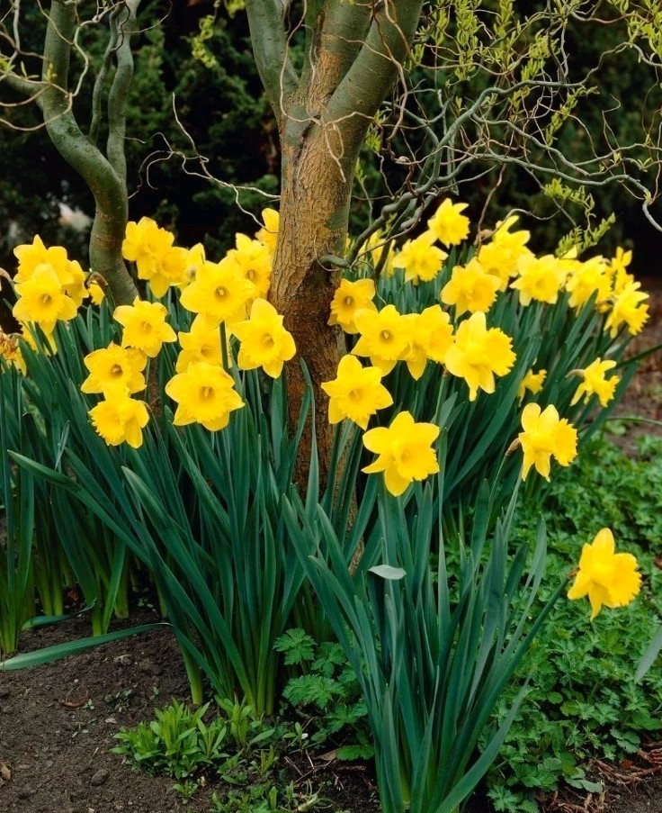 Yellow Dutch Master Daffodil Bulbs Lot Of 50 Ready To Grow Flowers