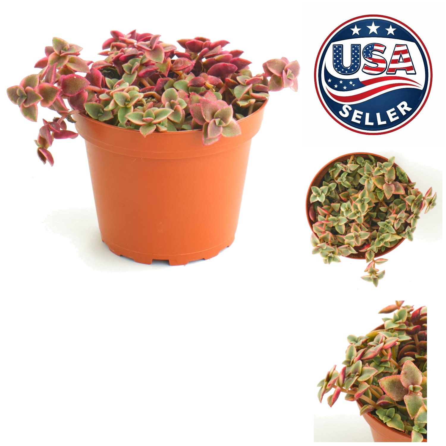 4″ Crassula Pellucida Variegata – Low Maintenance Calico Kitten Succulent