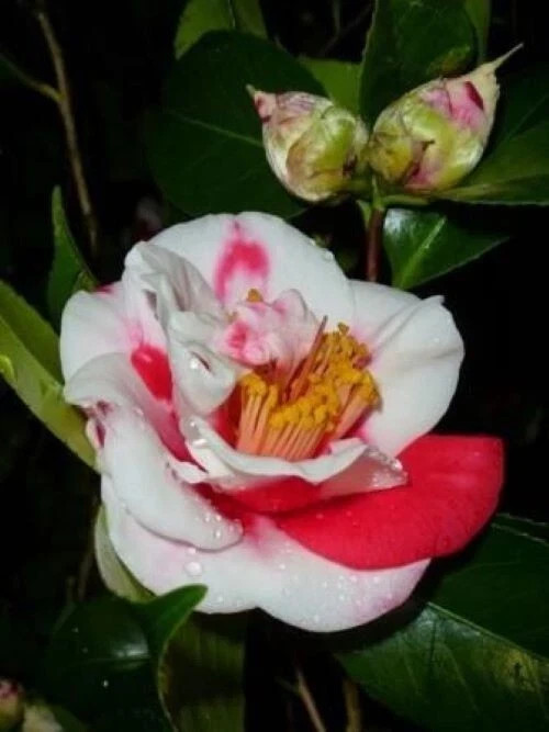 Gigantea~~Camellia Japonica-Live Starter Plant -Highly Variable Blooms!