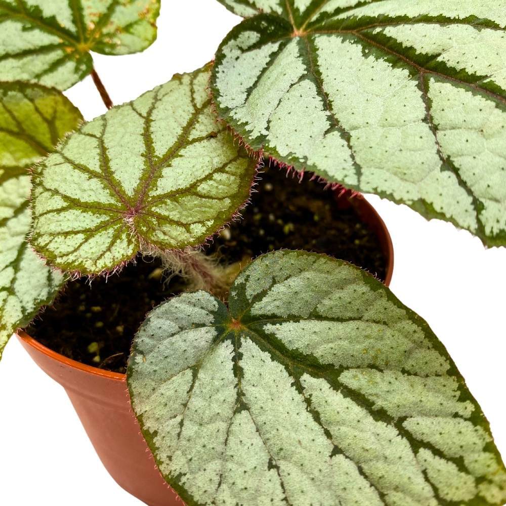 Begonia U400, 4 inch Rhizomatous Rhizo Light Gray Dark Green Veins