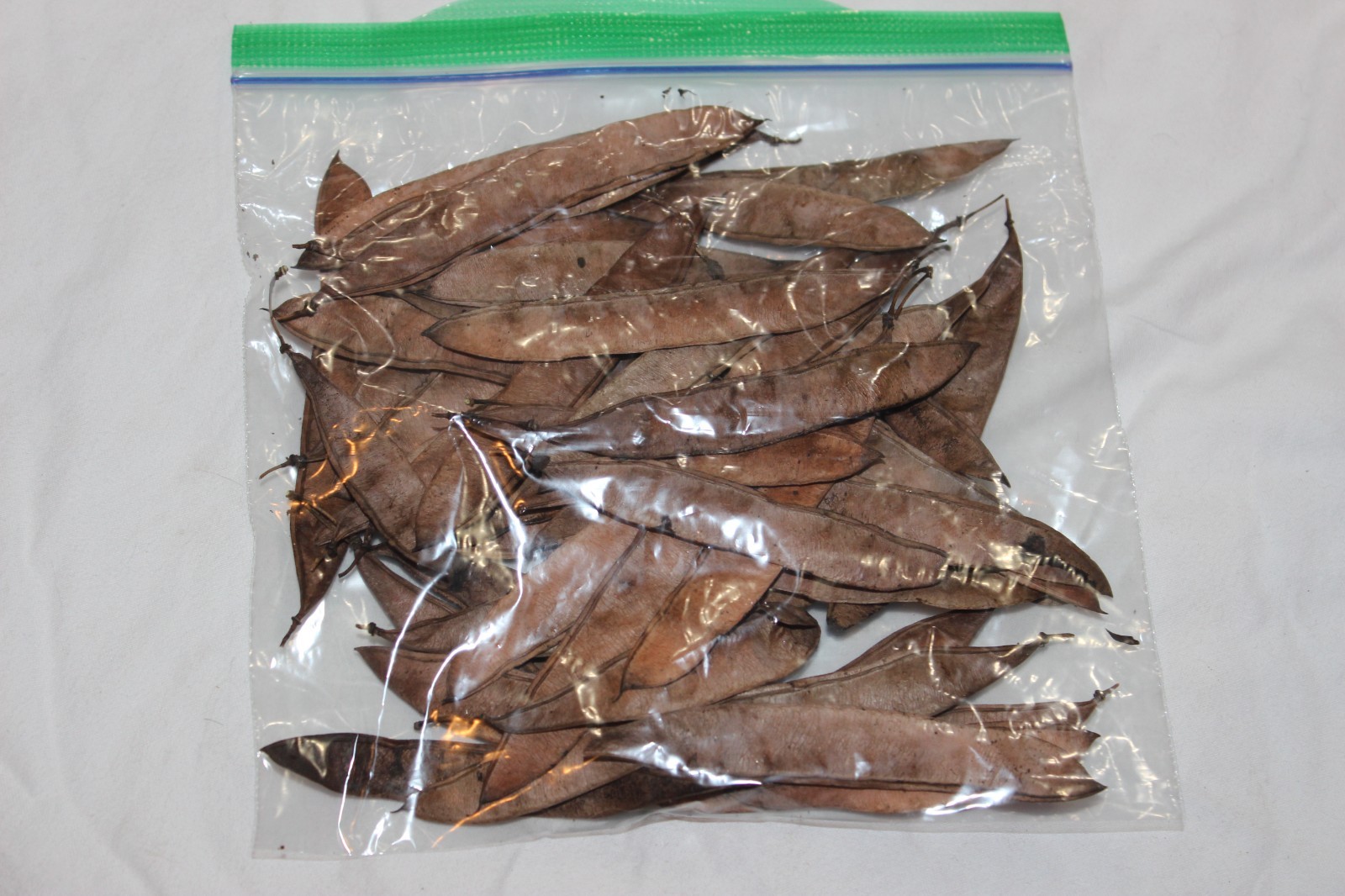 25 Eastern Redbud Judas Tree Purple Bloom Seed Pods 20-30’ Tall (150-200 Seeds)