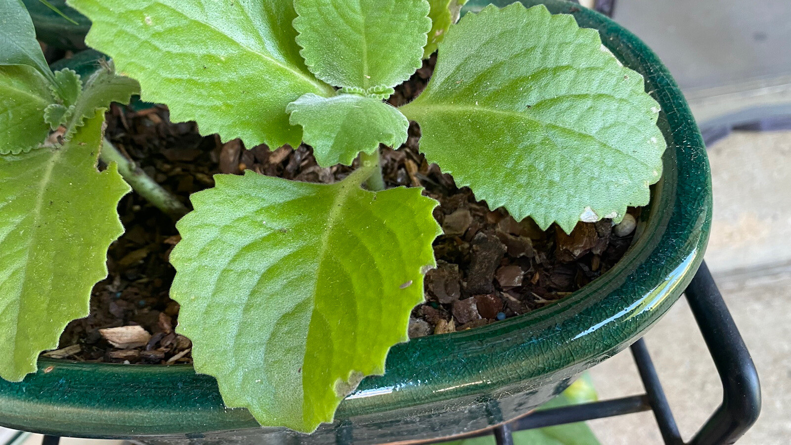 3+Cuban Oregano Mexican MintRau Hung Chanh, Tan Day La Well Rooted plants5 – 8″