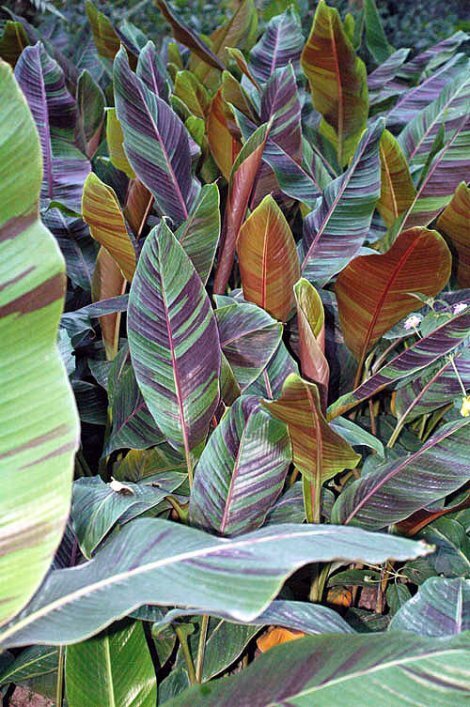 Musa sikkimensis RED TIGER HARDY BANANA Exotic Seeds!