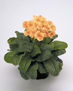 Primula Crescendo Golden Yellow (Orange) 1,000 seeds