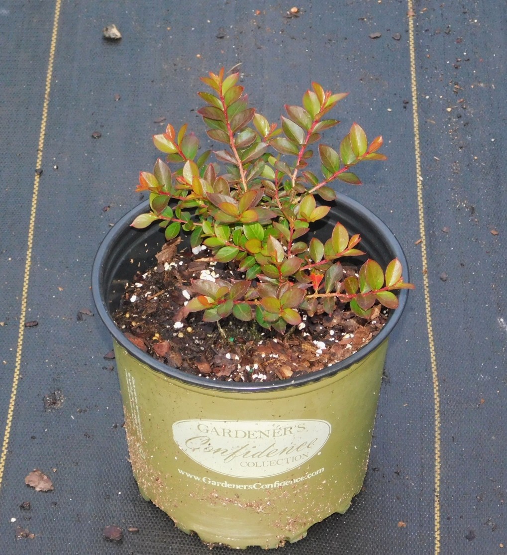 Cherry Dazzle Crepe Myrtle Plants